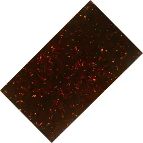 2119134 MOJOTONE Tortoise Pickguard Material